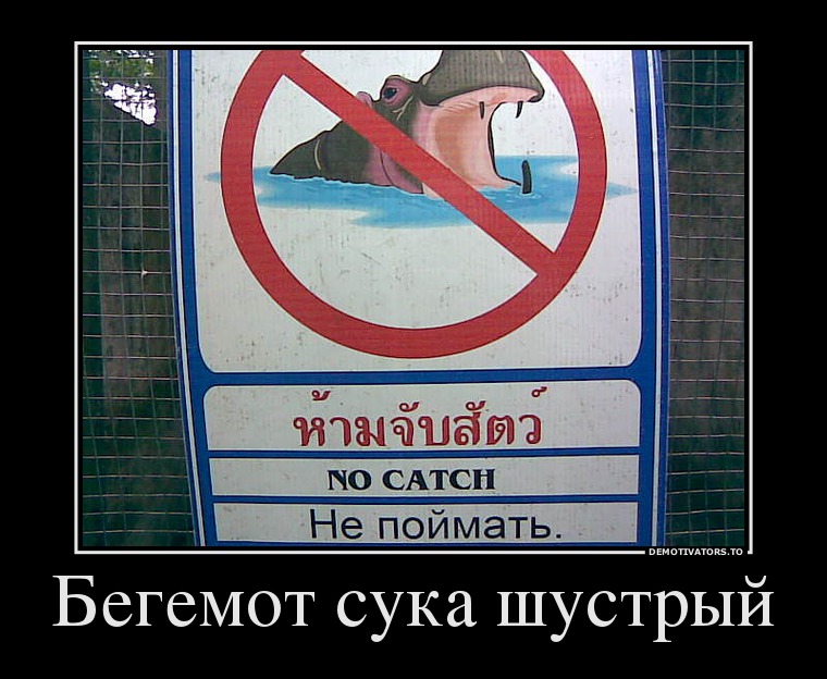 89494021_begemot-suka-shustryij.jpg