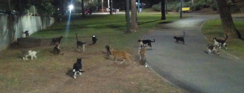 cats.jpg