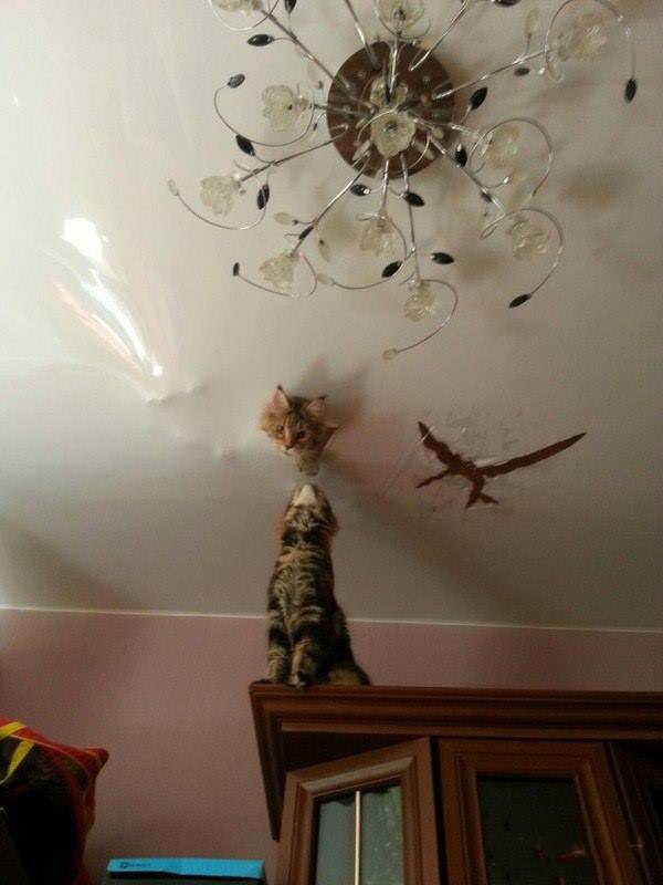 cats.jpg