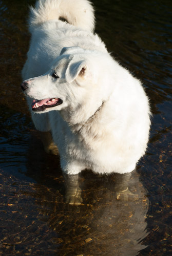 DSC_0923_500x500.jpg