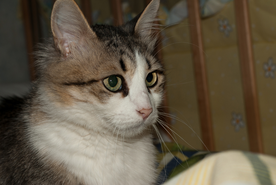 IMGP1784_Jeine_small.jpg