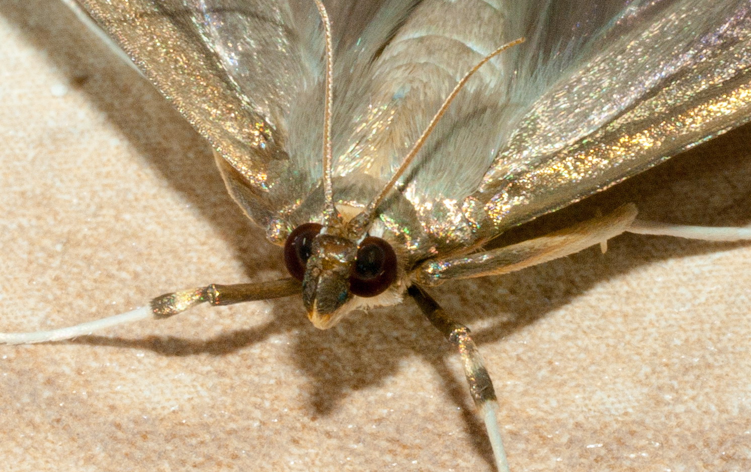 IMGP9523_Jeine_crop.jpg