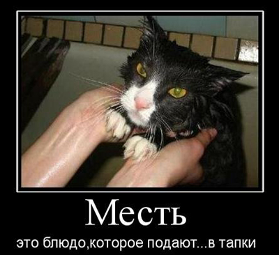 mest_v_tapki_Kote.jpg