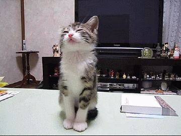 SWf4gHu.gif