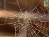 cobweb2.jpg