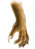 hand_v.jpg