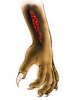 hand_v_shramm.jpg