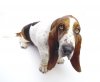 dog_original.jpg