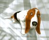 dog3.jpg