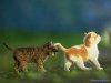 010_kitten44.jpg
