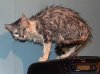 Koshka_2004.jpg