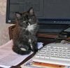 dizcat.jpg