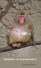 monkey.jpg