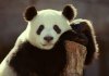 panda1.jpg