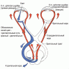 golova11.gif