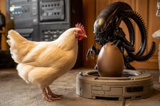 hen.jpeg