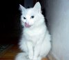 cat.jpg