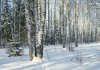 Snow_3.jpg