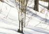 Snow_1_Large.jpg