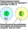 CCD.gif