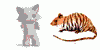 Kot.gif