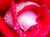 ROSE.jpg