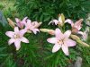 DSC02520.jpg