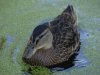 Duck.jpg