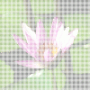 ver_1.gif