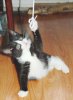 nobodyCat___04.jpg