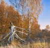 herbst2009_4_К.jpg