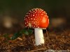 0_405d_80dc1276_L.jpg