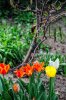 Tulipany-&-Magnolia.jpg