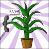 aloe.jpg