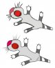 Котэ.jpg