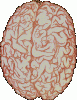 muzhskoy_mozg.gif