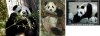 pandamale_bg.jpg