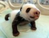 pandaAP.jpg