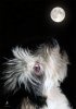Moon.jpg