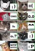 Cat`s smiles.jpg