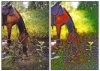 horse.jpg