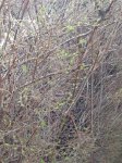 IMG_1871.jpg