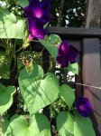 IMG_2112.jpg