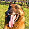 Malinois