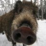 Wild_Boar
