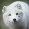 Ermine