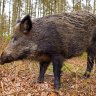 Little_boar