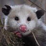Opossum
