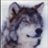 Black_Wolf™