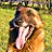 Malinois
